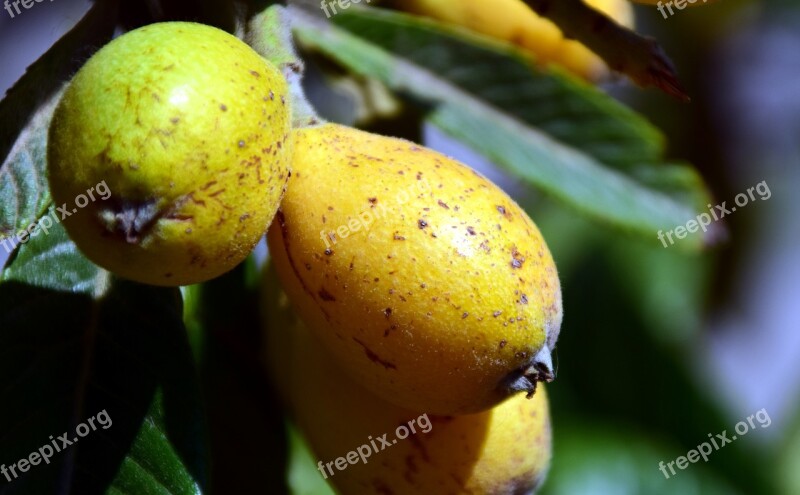 Medlar Nispel Fruit Food Orange