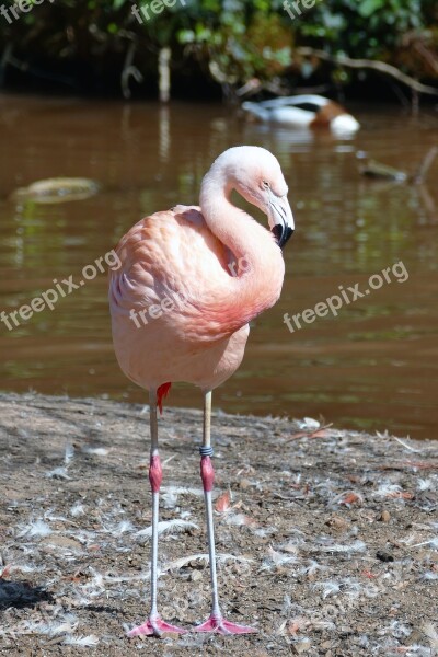 Bird Flamingo Nature Tropical Exotic