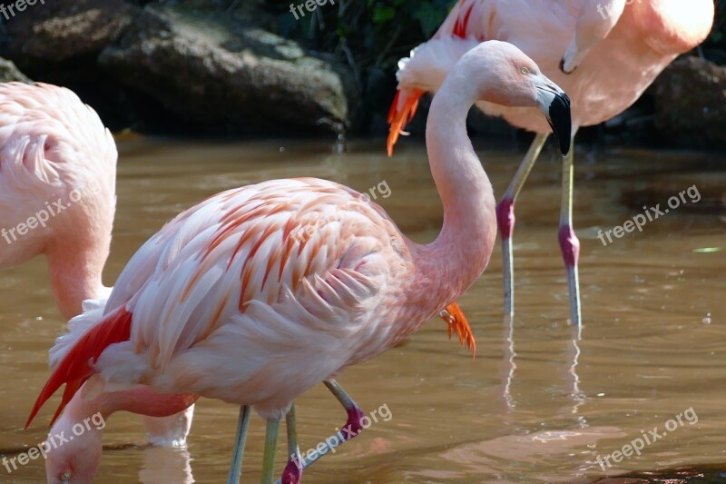 Bird Flamingo Nature Tropical Exotic