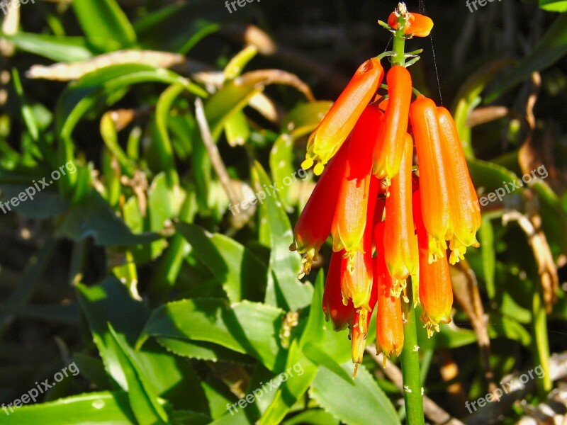 Kniphofia Flamenco Red-hot Poker Plant Flower Tritoma