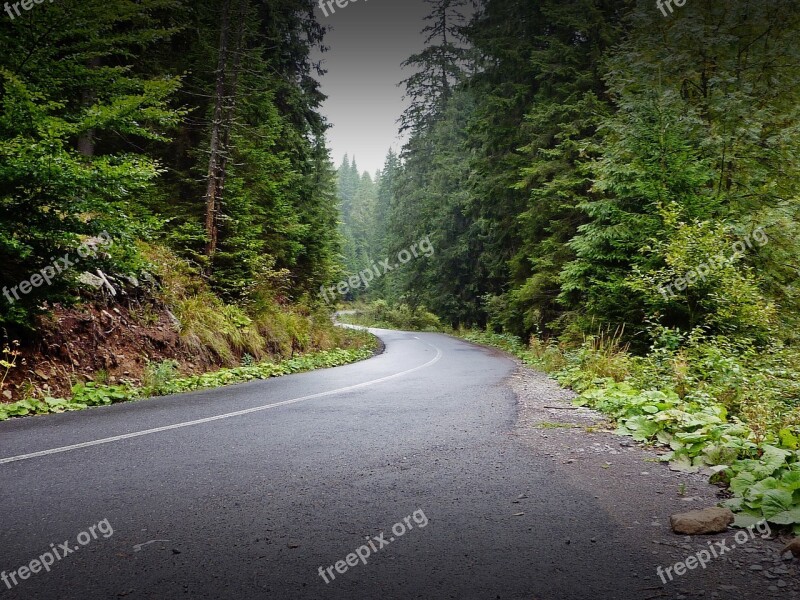 Hargita Pine Forest Rout Road