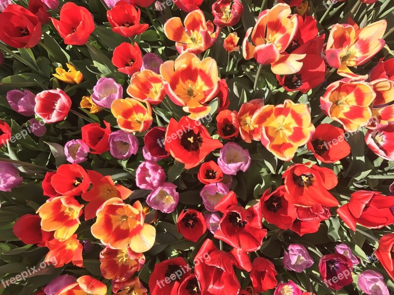 Tulips Park Green Nature Red Rose