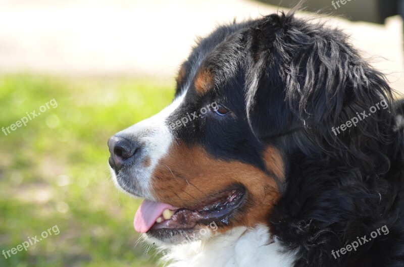 Bernese Mountain Dog Dog Pet Animals Domestic Animal