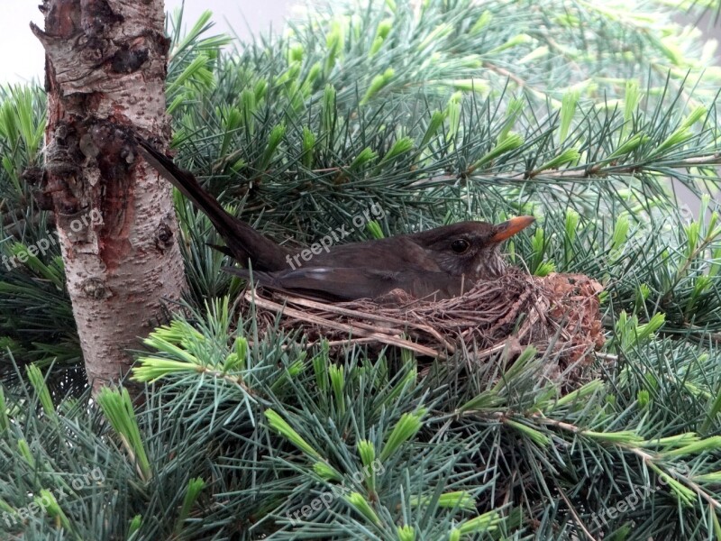 Blackbird Breed Nest Bird's Nest Spring