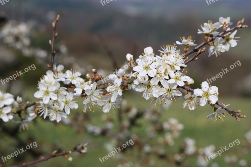 Schlehe White Flowers Close Up Nature