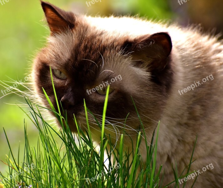 British Shorthair Cat Mieze Thoroughbred Fur