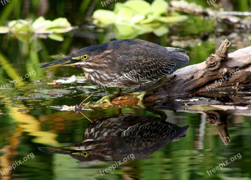 Green Heron Wildlife Bird Nature Wild