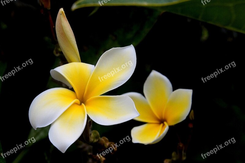 Flower Plumeria Rubra Tropical Blossom