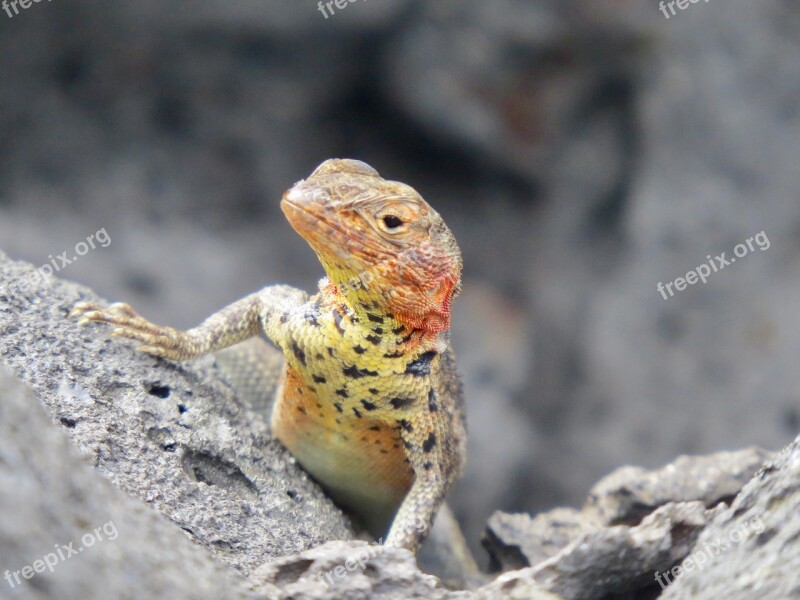 Lizard Galápagos Reptile Volcanic Nature