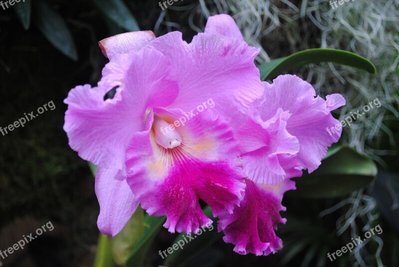 Flower Iris Blossom Blooming Plant