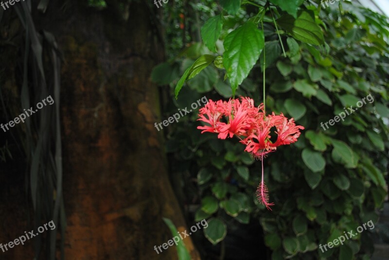 Trunk Flower Iris Nature Green