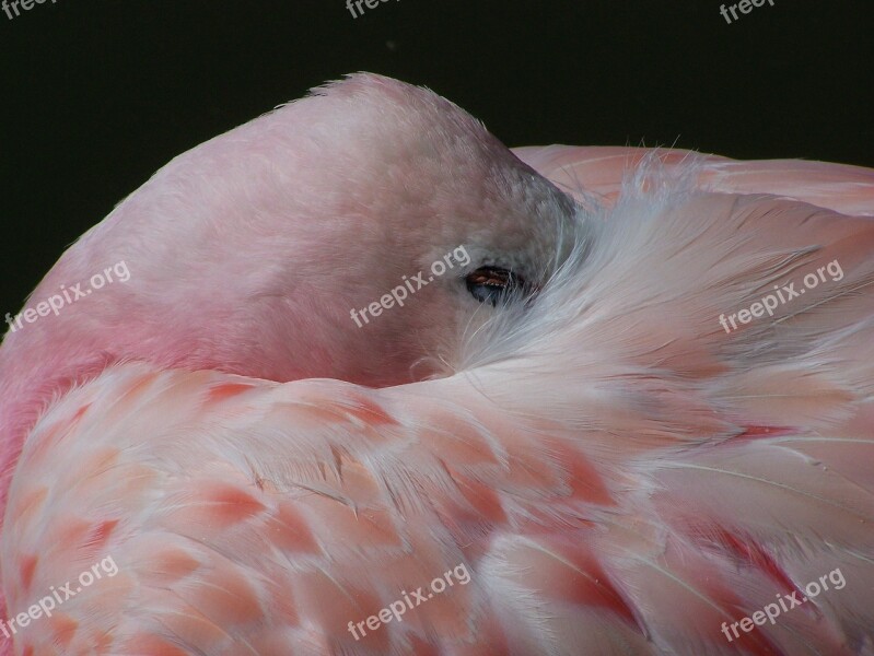 Flamingo Bird Pink White Exotic