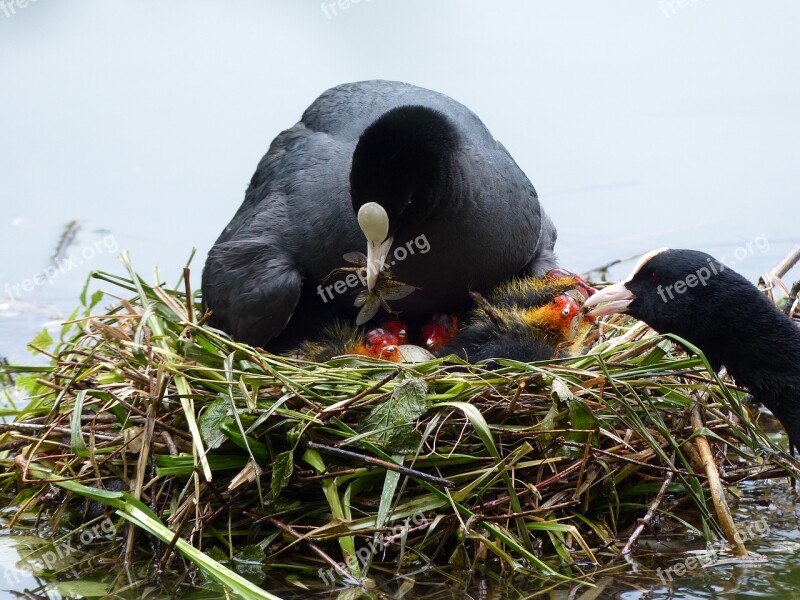 Nest Chicken Nature Young Birds Spring