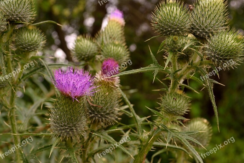 Flower Prickle Pink Free Photos