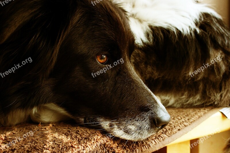 Dog Pet Bored Tired Free Photos