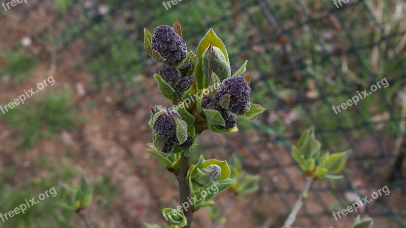 Spring Bud Blooms Plant Nature