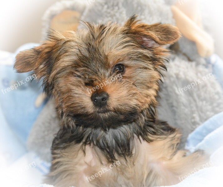 Yorkie Cute Puppy Love Little Adorable