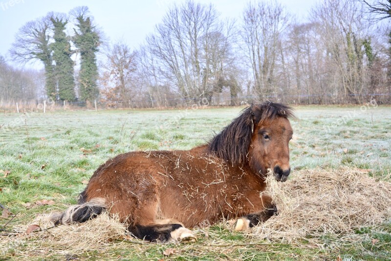 Pony Young Brown Prairie Nature