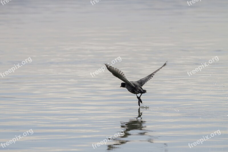 Coot Water Bird Wing Take Off Start