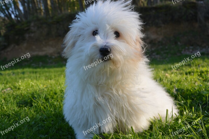 Dog Coton De Tulear Coat White Free Photos