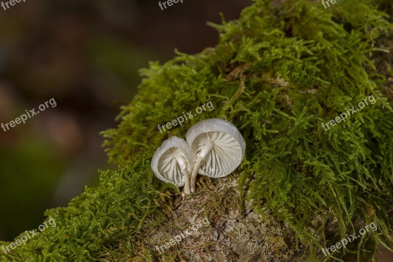 Mushroom Moss Sponge Free Photos