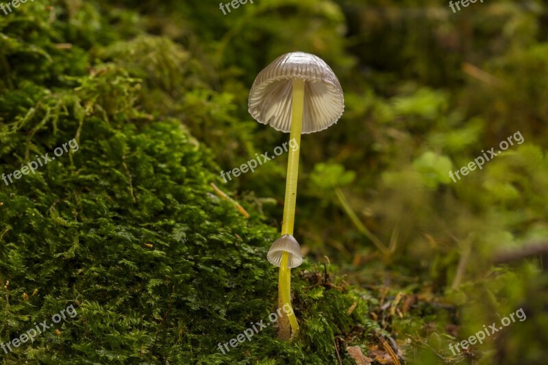 Mushroom Moss Sponge Free Photos