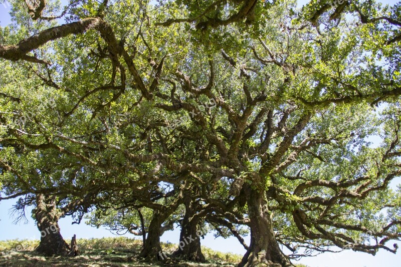 Laurel Forest Laurel Tree Madeira Old Trees Free Photos