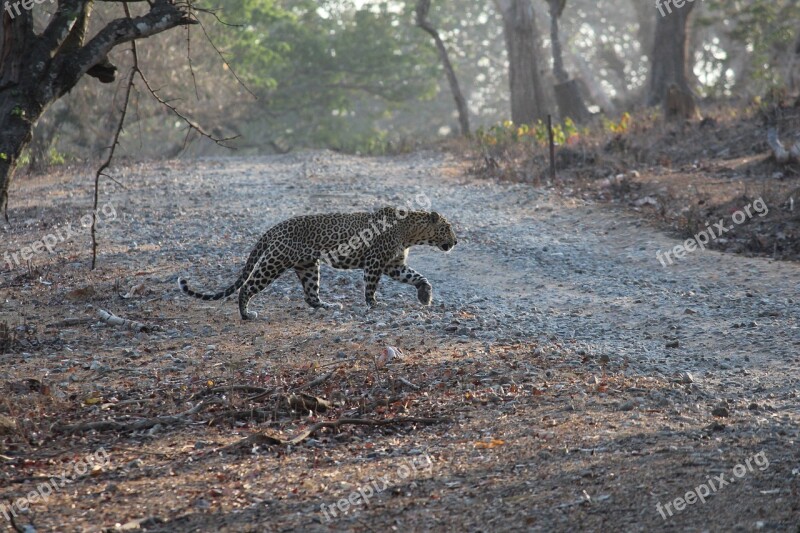 India Leopard Prowl Jungle Safari