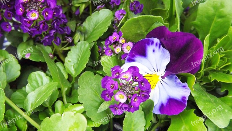 Nature Spring Flowers Pansies Two-tone