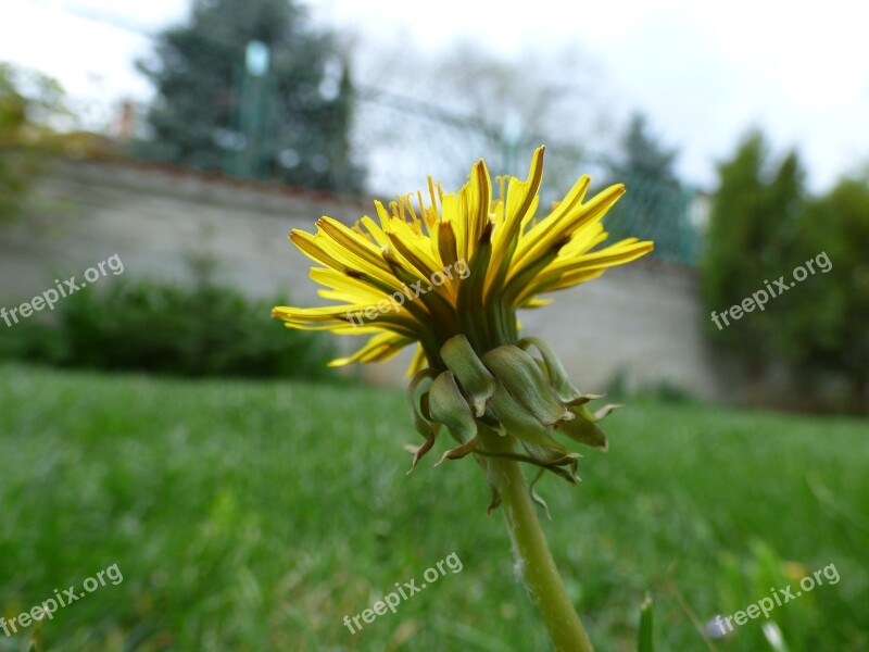 Celandine Flower Grouse Grass Green