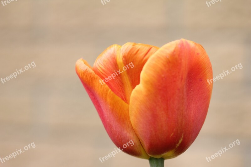 Tulip Orange Flower Sunny Plant