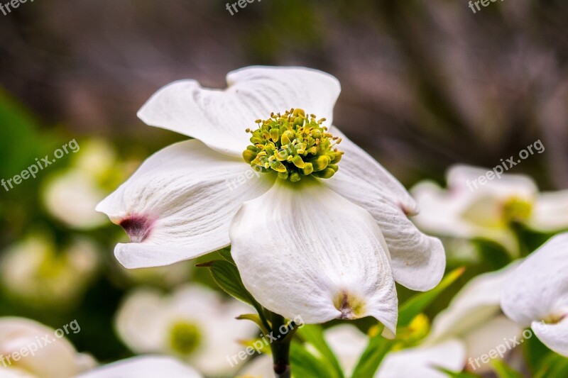 Flower Dogwood Spring Nature Plant