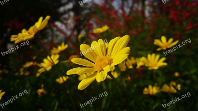 Gold Ju Yellow Flowers Autumn Free Photos