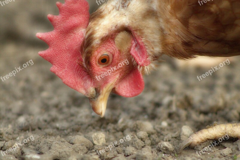 Chicken Peck Chickens Farm Poultry