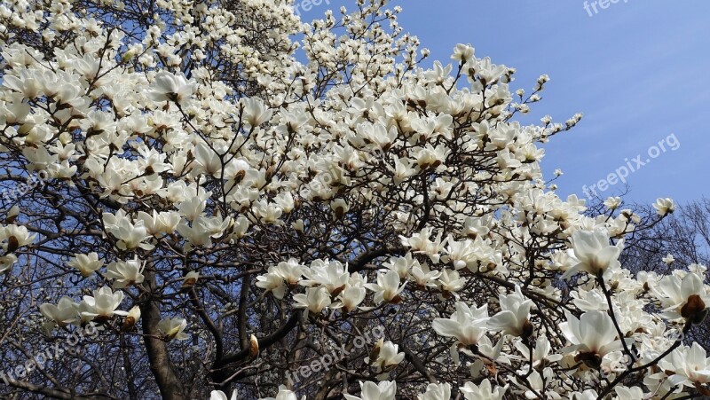 Magnolia Spring Spring Flowers Branches Flowers