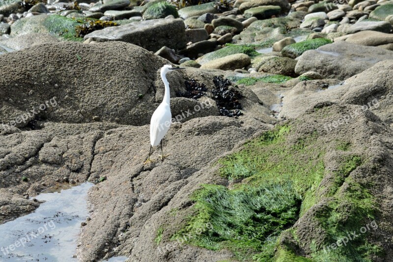 Egret Bird Fauna Animal Wader