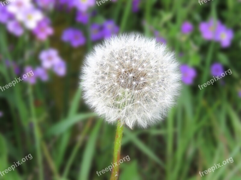 Dandelion Flower Common Dandelion Free Photos