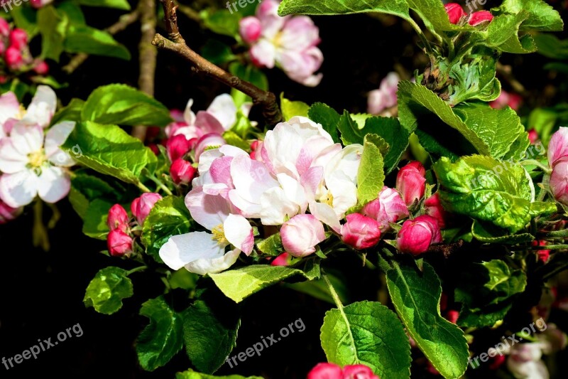 Flowers Plant Nature Spring Garden