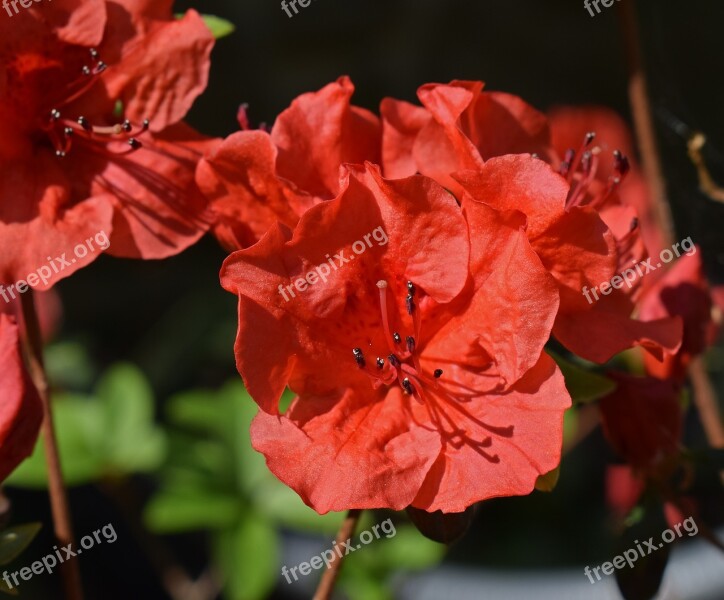 Hot Orange Azalea Azalea Flower Blossom Bloom