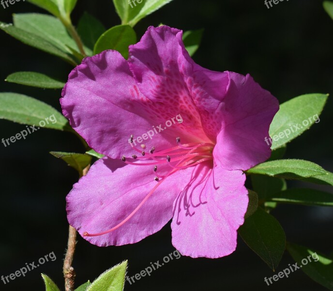 Hot Pink Azalea Azalea Flower Blossom Bloom