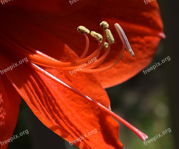 Amaryllis Stamens And Pistil Azalea Flower Blossom Bloom