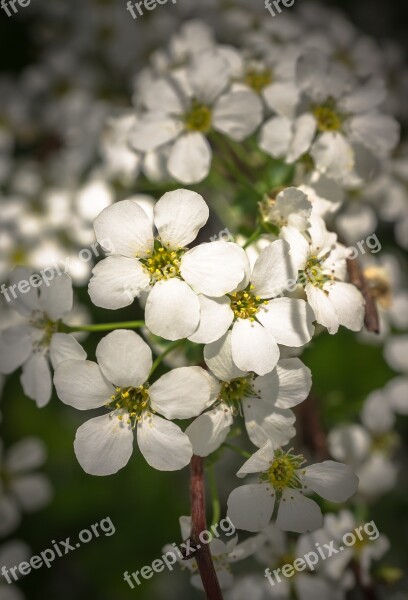 Meadowsweet Trees Meadowsweet Flower Flowers Spring White