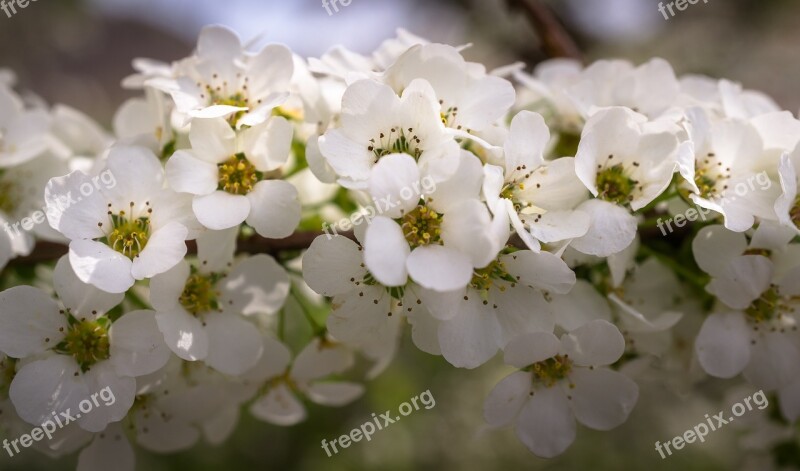 Meadowsweet Trees Meadowsweet Flower Flowers Spring White