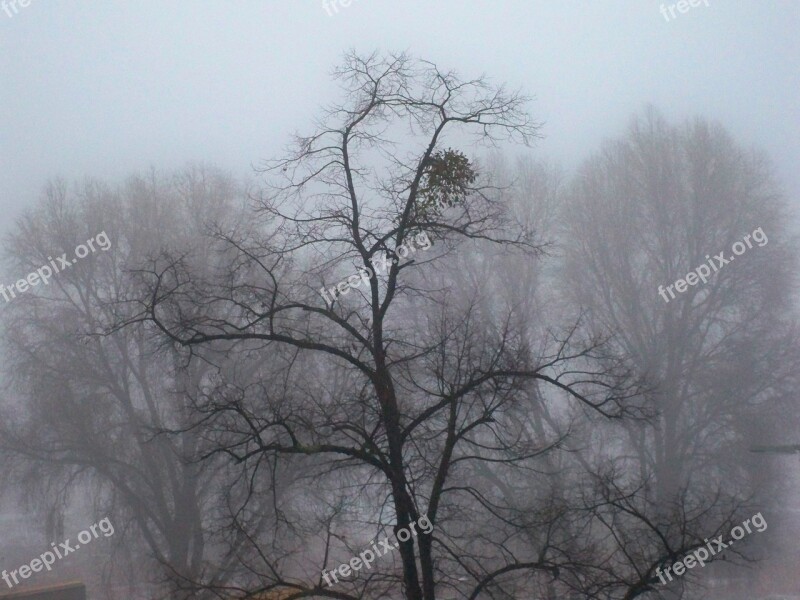 Frost Wintry Winter Trees Nature Free Photos