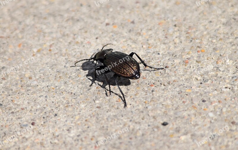 Beetle Closeup Insect Zoom Garden