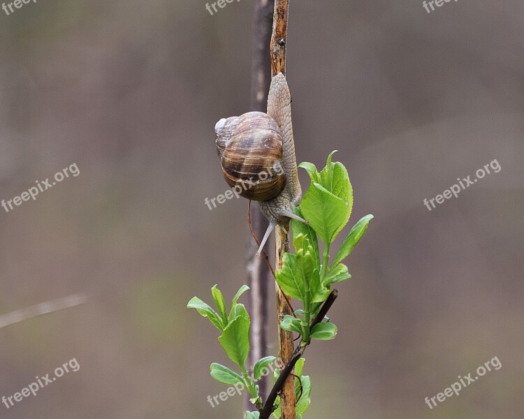 Snail Molluscum Scallop Antennae Nature