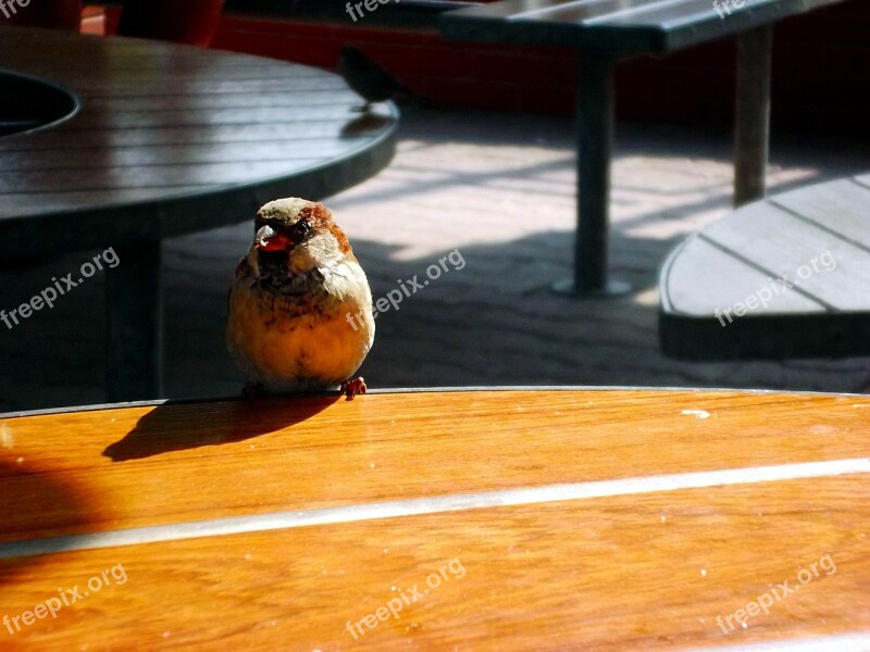 The Sparrow Summer Dining Table Bird Closeup