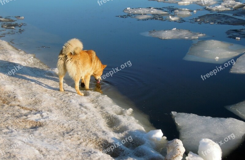 Spring The Ice Is Melting Dog Red Dog Gulf Of Finland