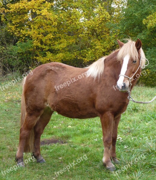 Horse Iceland Horse Iceland Pony Icelanders Pony