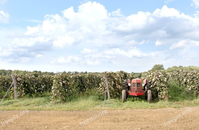 Red Tractor Farm Grape Field Sky